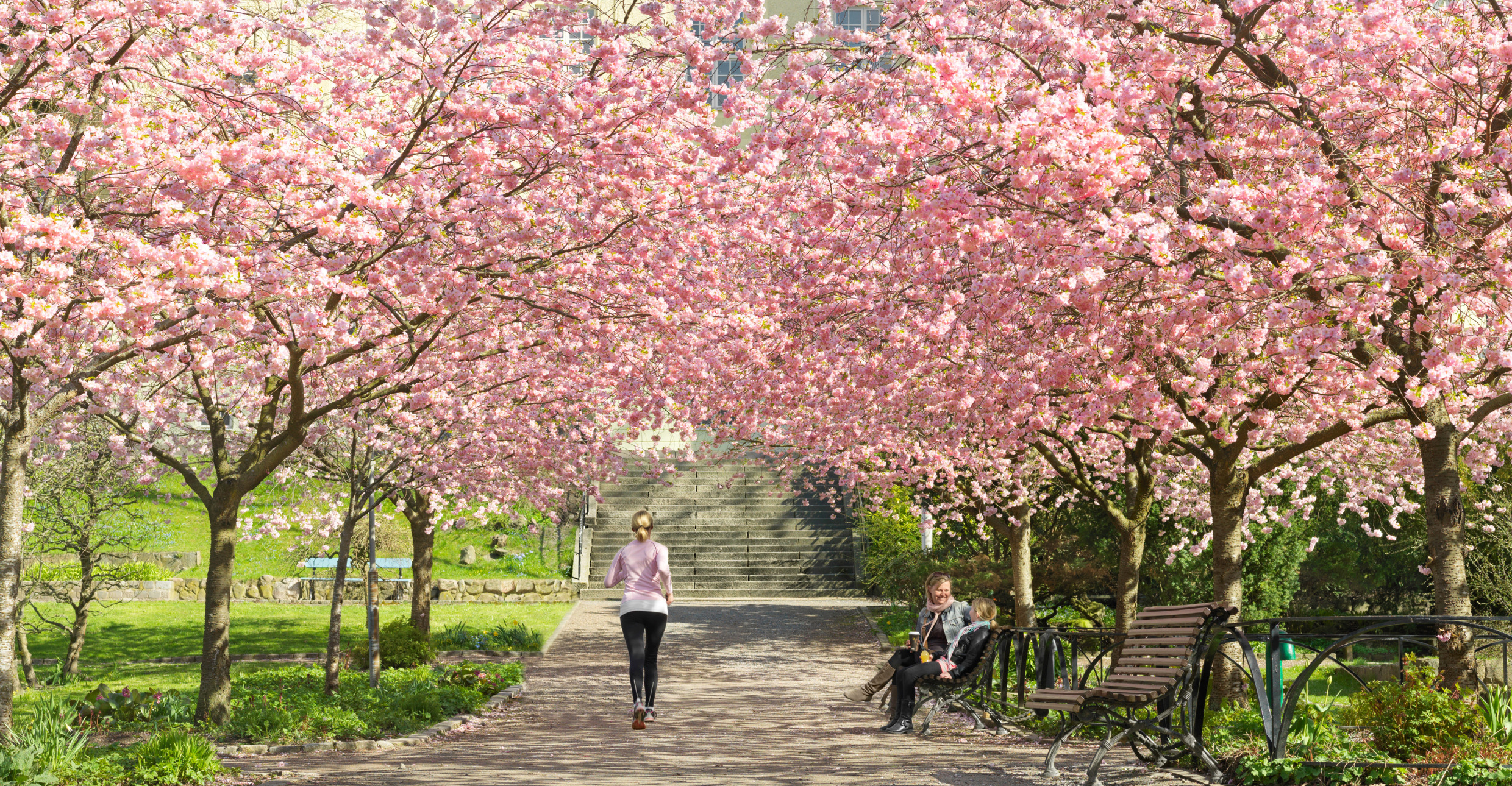 Cherry Blossom Gothenburg